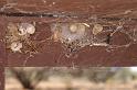 Latrodectus_hasselti_D3418_Z_85_E. of Nuendah homestead_Australie